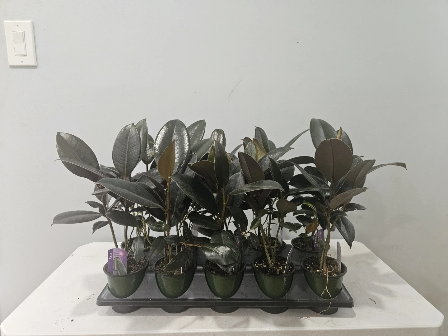 Ficus Elastica Burgundy Rubber Plant