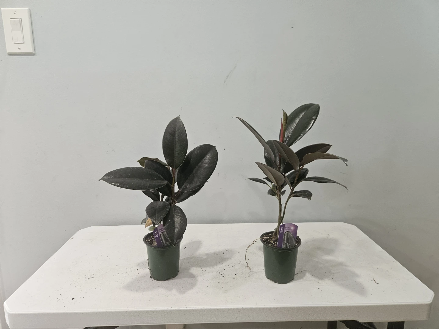 Ficus Elastica Burgundy Rubber Plant - photo 3