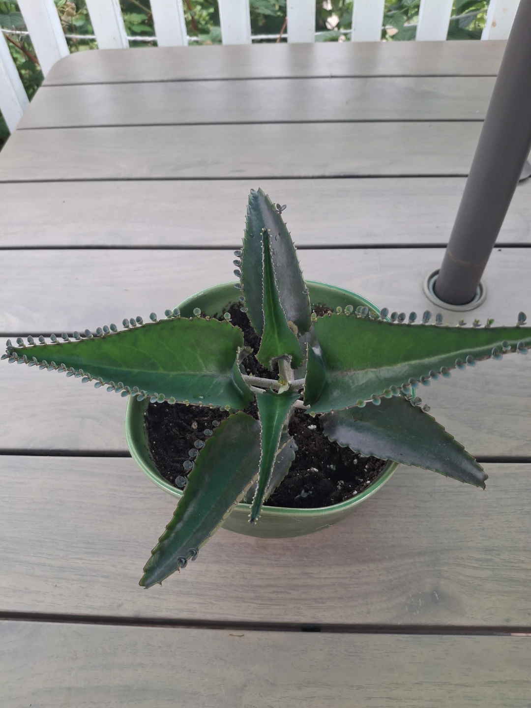 Mother of Thousands Plant in Green Bowl
