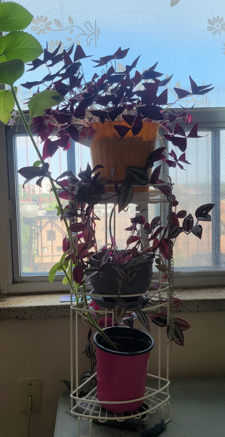 Indoor 3 Plants +stand included