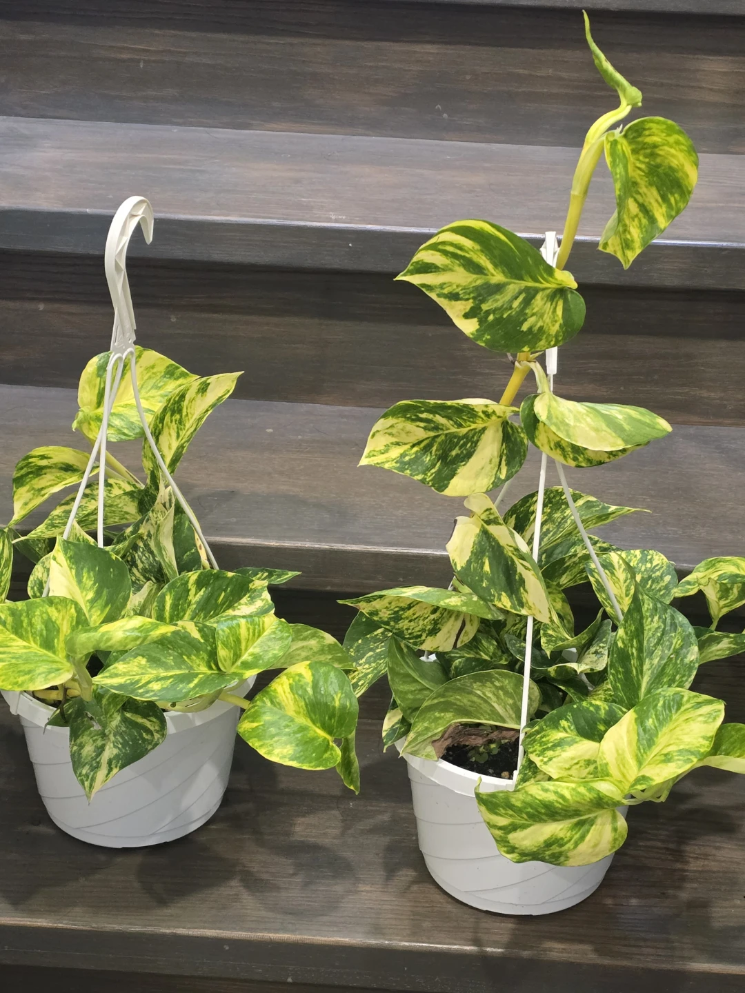 Hawain pothosHanging Plants (Set of 2) - photo 2
