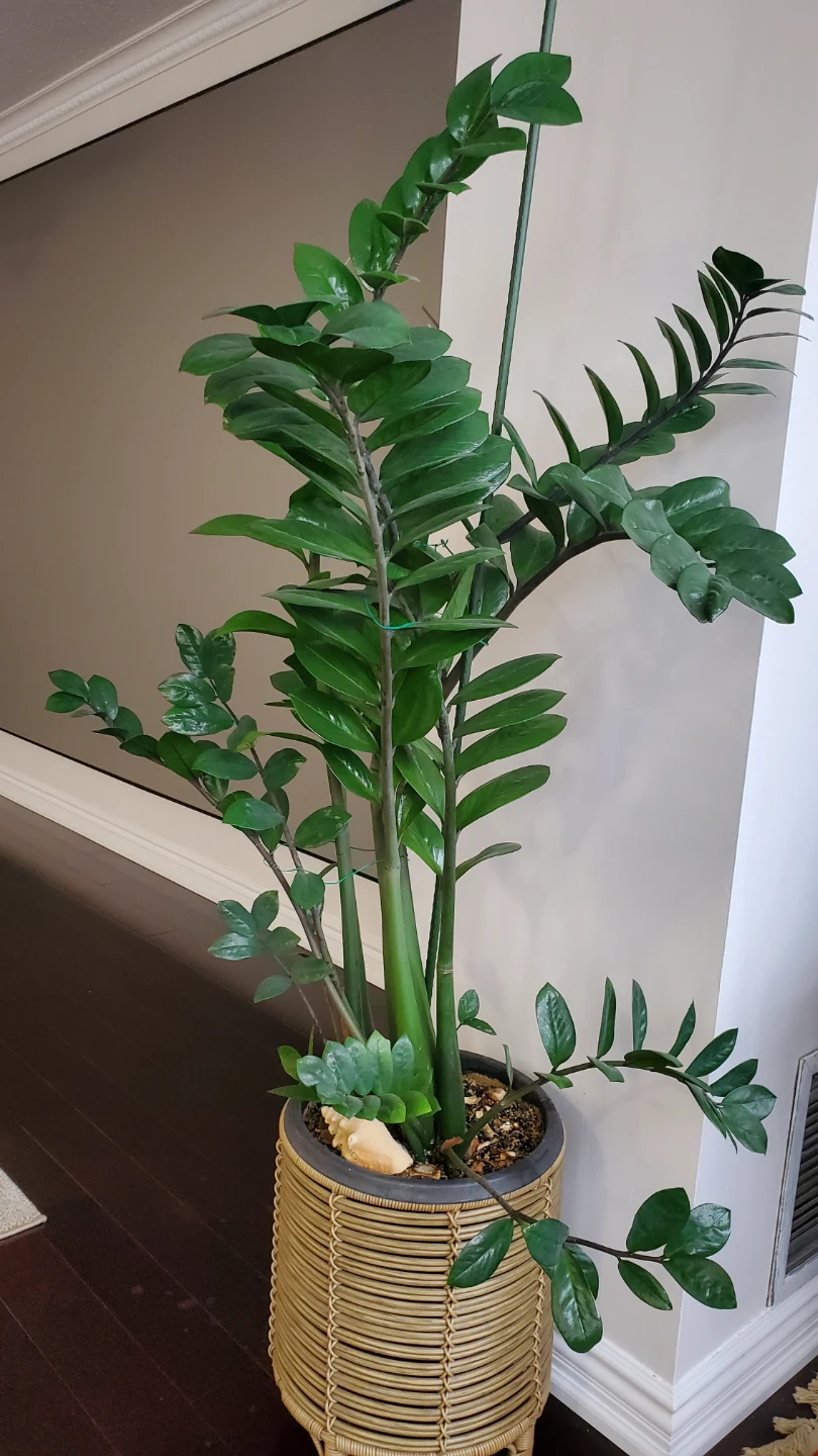 Super large ZZ Plant in Woven Pot - photo 2