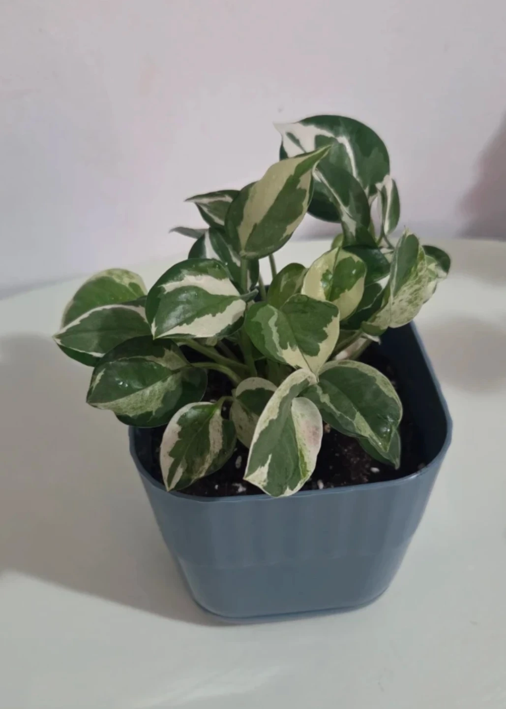 Pothos N'Joy Plant 🌱