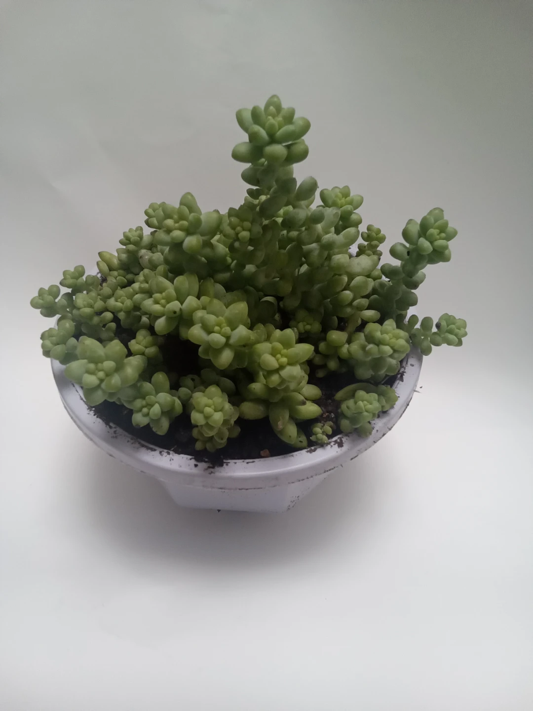 Sedum morganianum plant