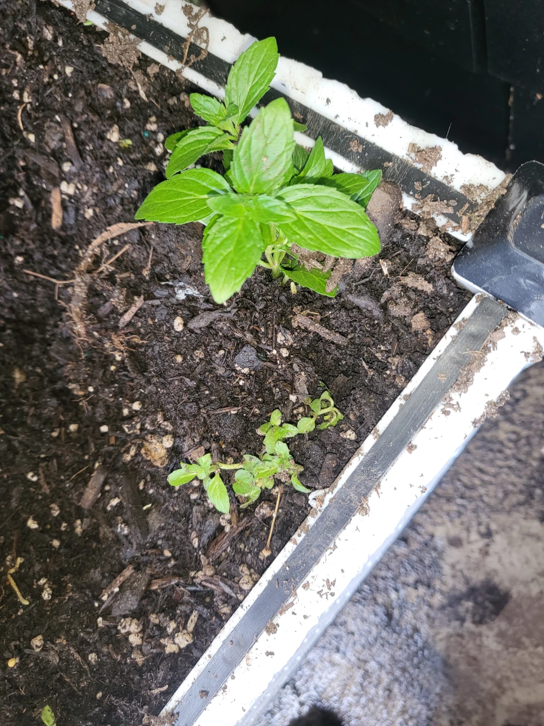 Young peppermint Plant