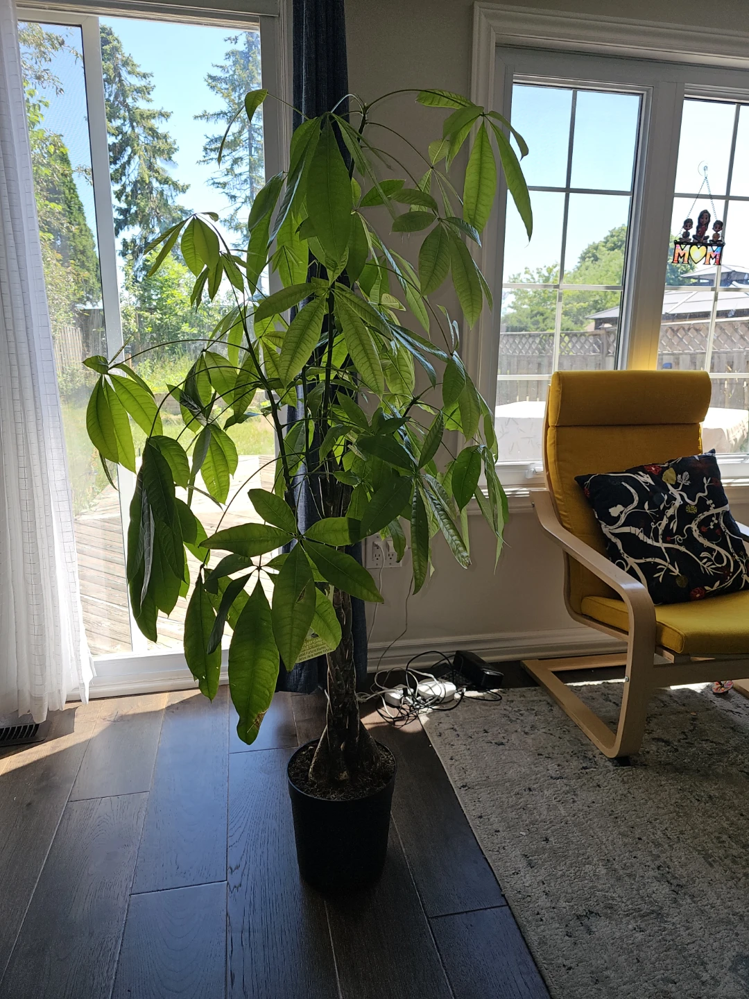 Braided Money Tree Plant