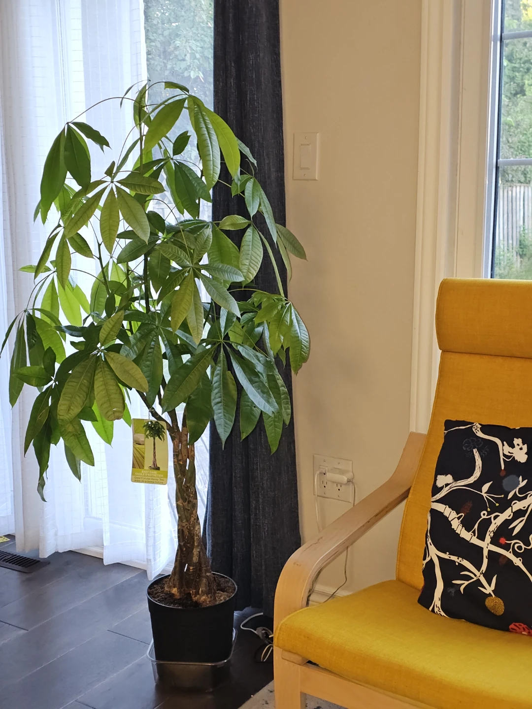 Braided Money Tree Plant - photo 2