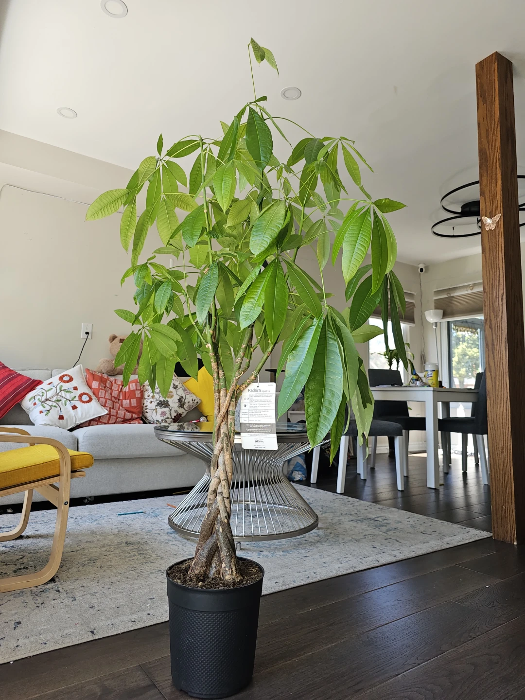 Braided Money Tree Plant - photo 3