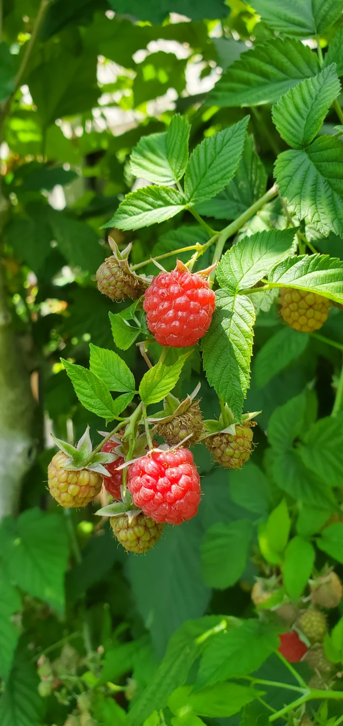 Raspberry plant - photo 3