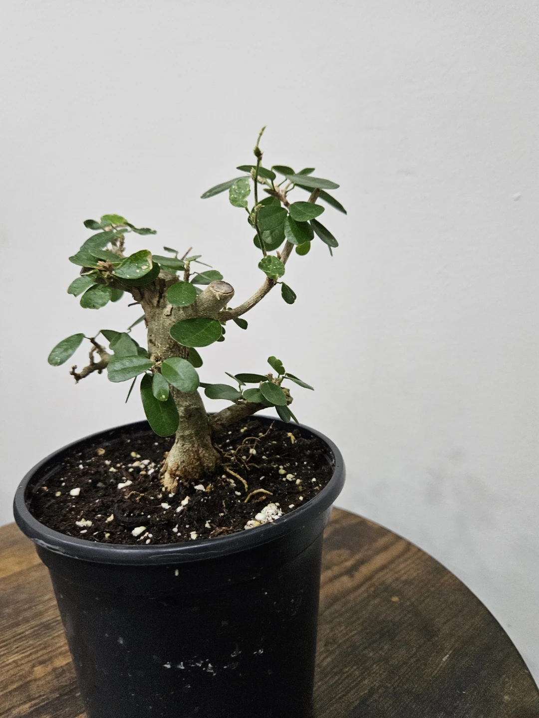 Blue bell Bonsai Tree