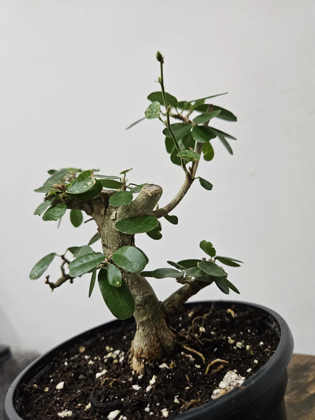 Blue bell Bonsai Tree - photo 2