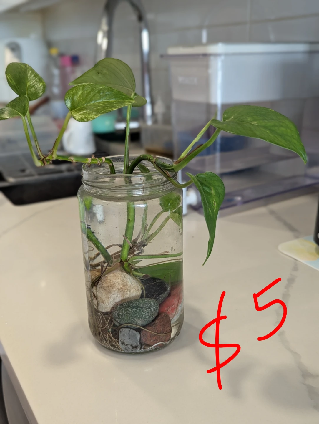 Pothos Plant Cuttings in Glass Jar