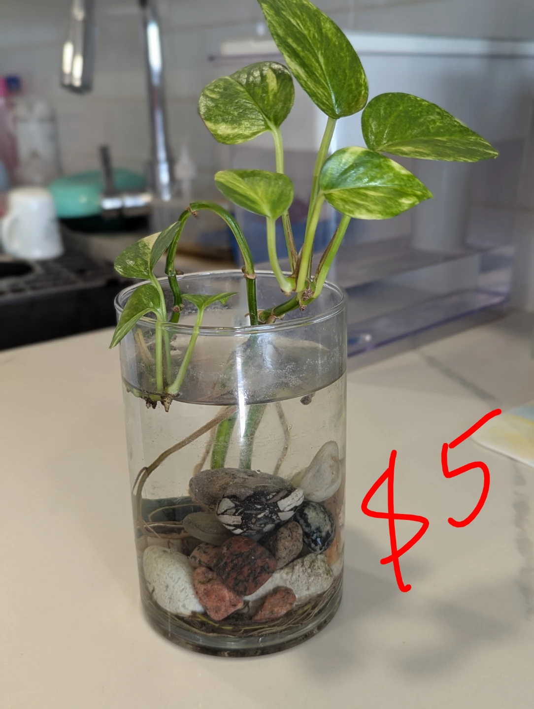 Pothos Plant Cuttings in Glass Jar - photo 2