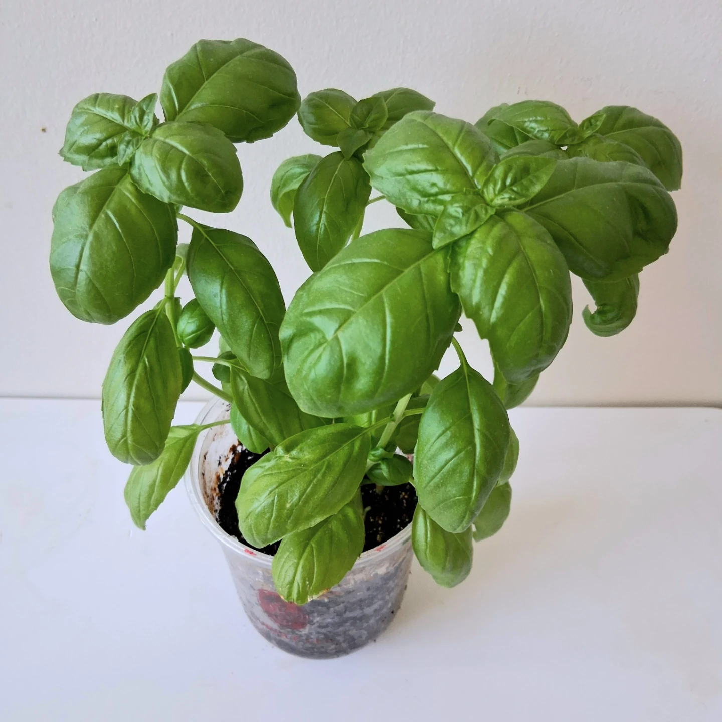 🌱 Green Basil 🌻 - photo 3