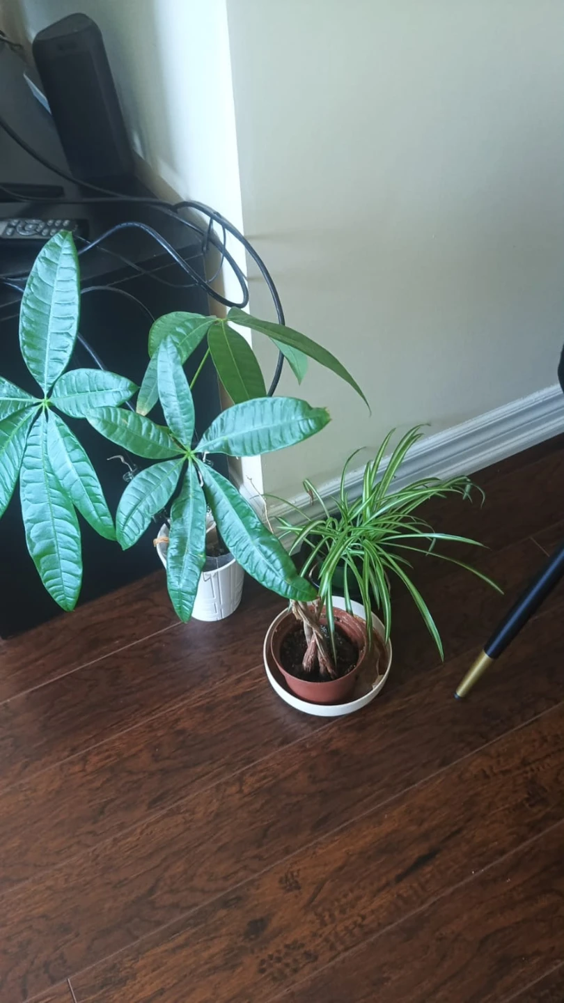 Money Tree and Spider Plant