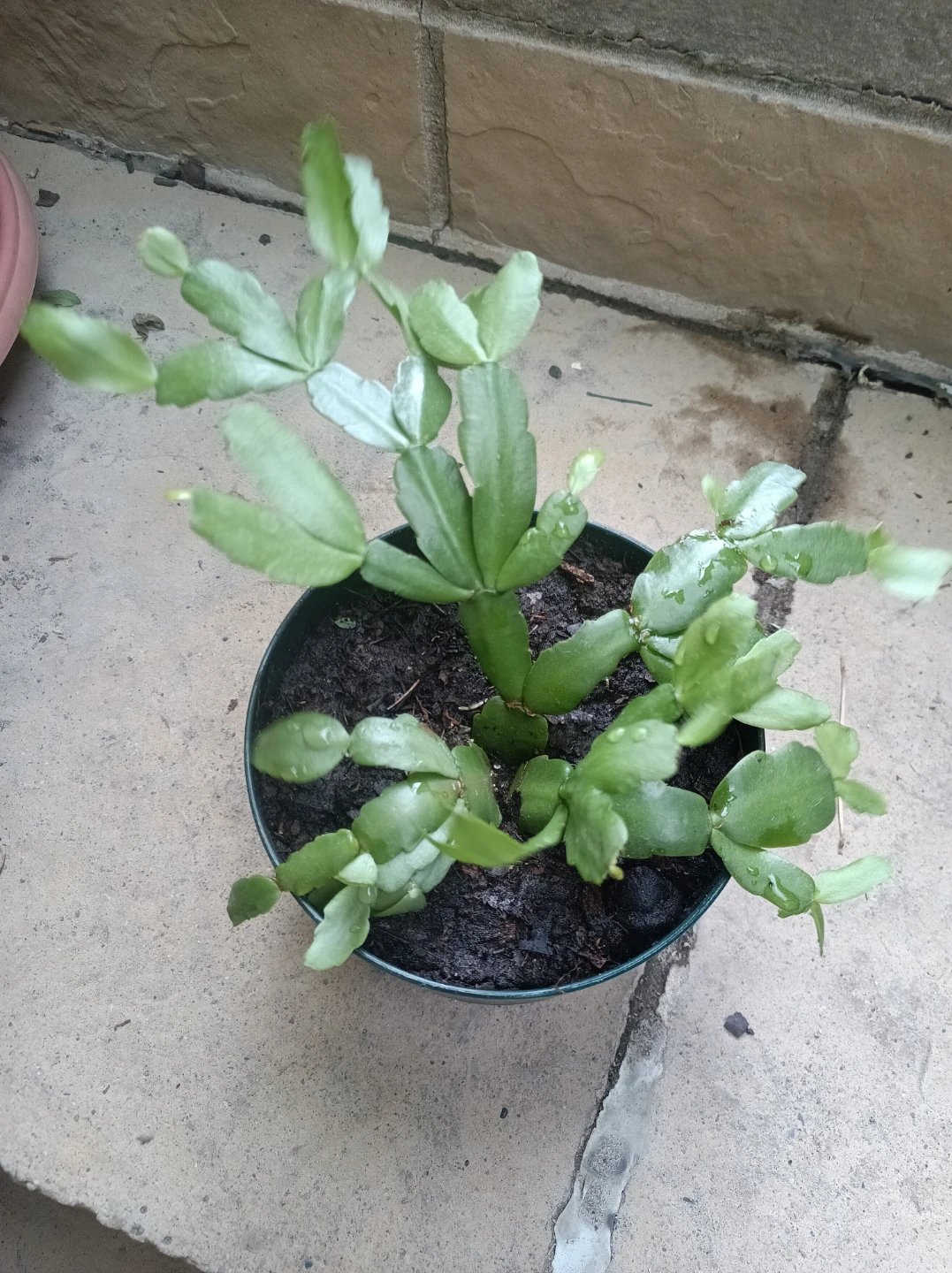 Christmas Cactus Plant in Pot