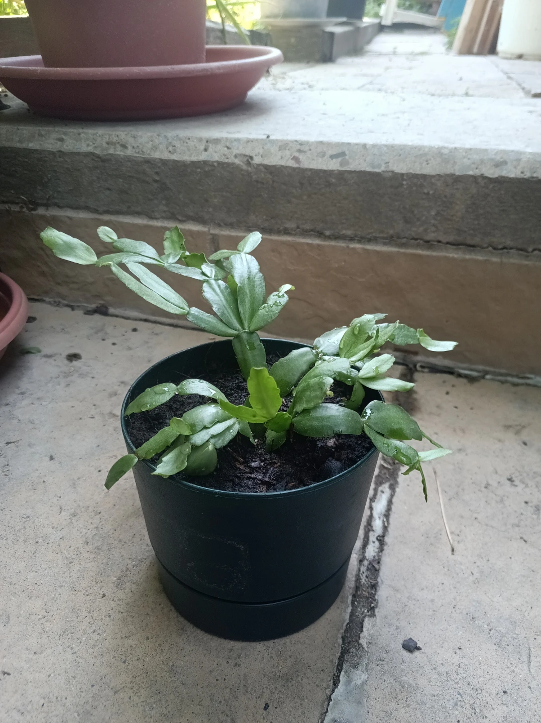 Christmas Cactus Plant in Pot - photo 2