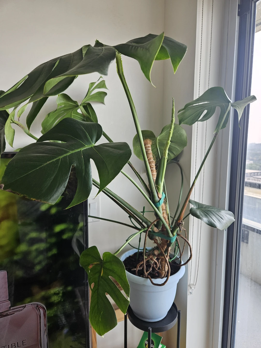 Monstera Deliciosa Houseplant