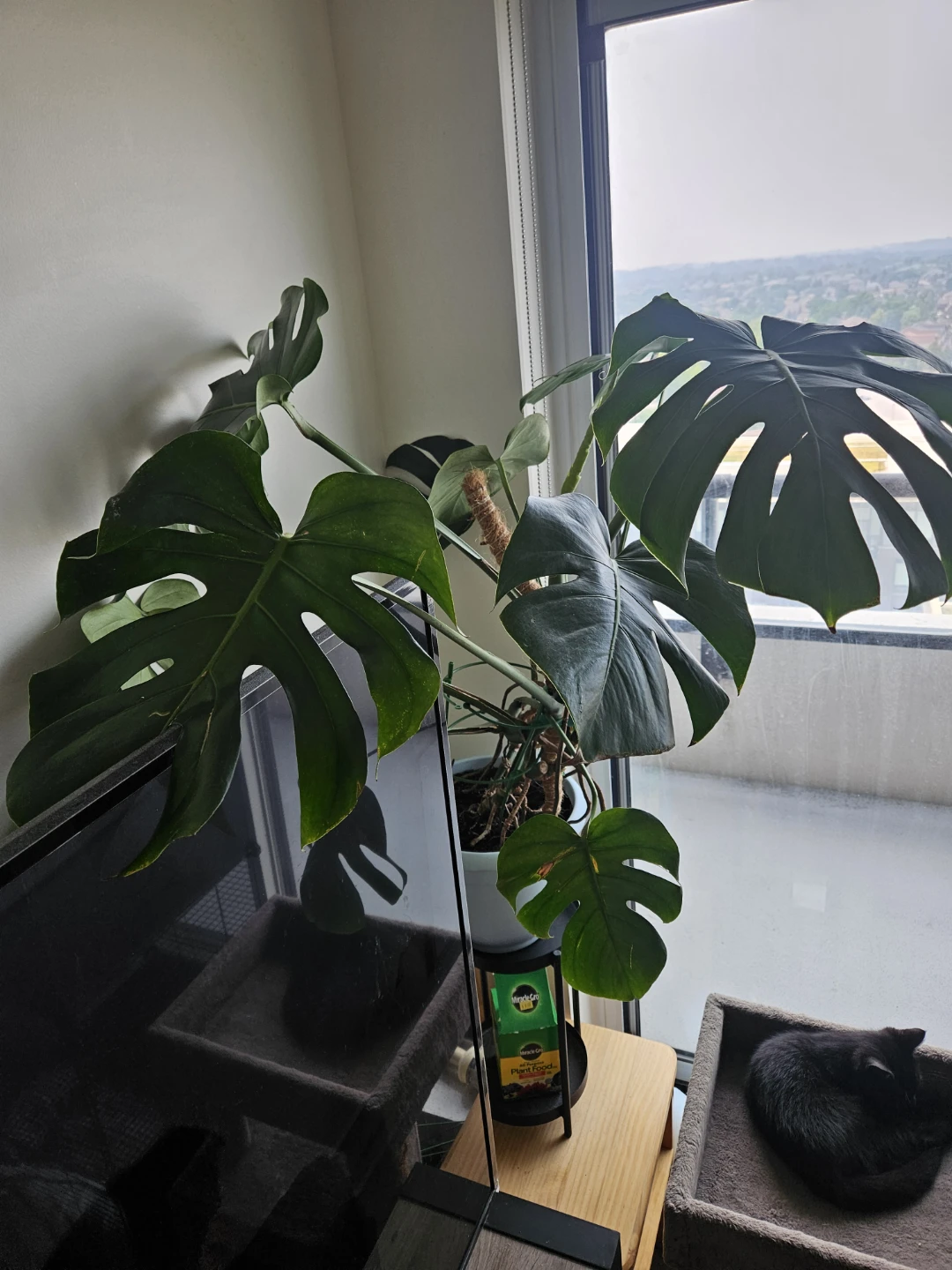 Monstera Deliciosa Houseplant - photo 2