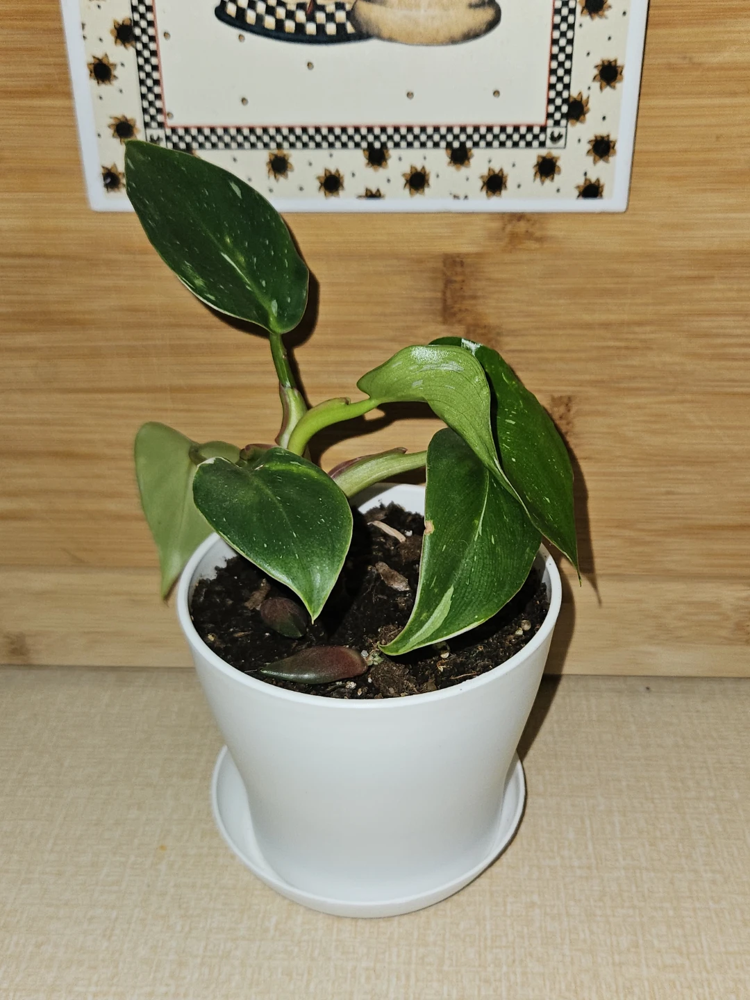 Philodendron White Princess Plant 🪴