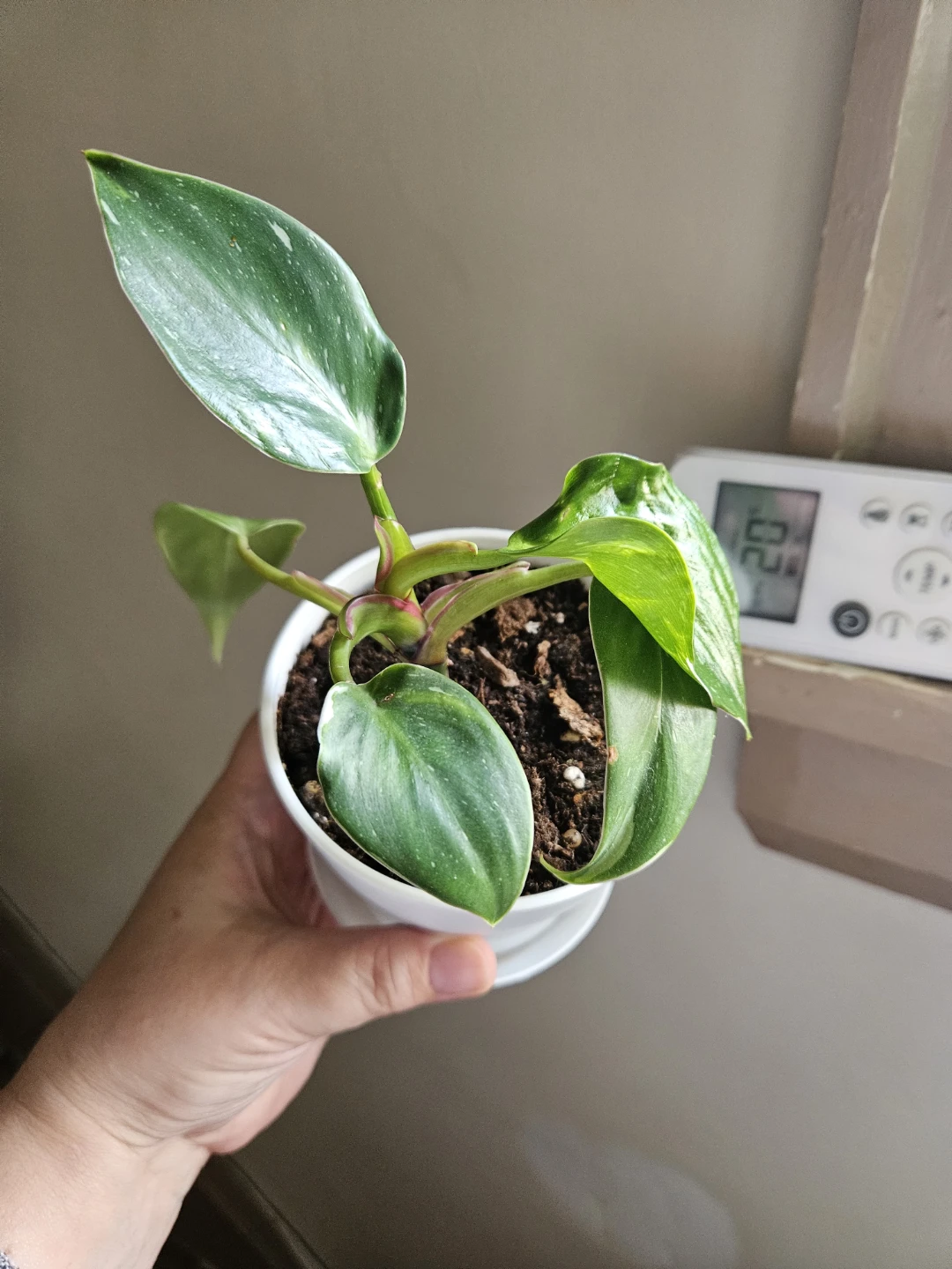 Philodendron White Princess Plant 🪴 - photo 2