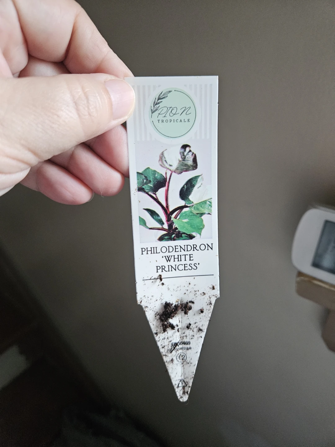 Philodendron White Princess Plant 🪴 - photo 3