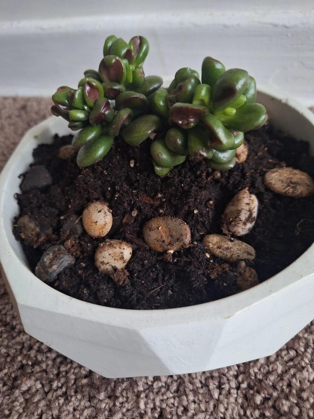 Gollum Jade Plant in Geometric Pot - photo 3