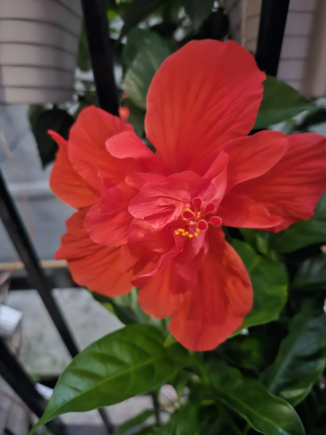 Red Hibiscus Plant in 4"pot