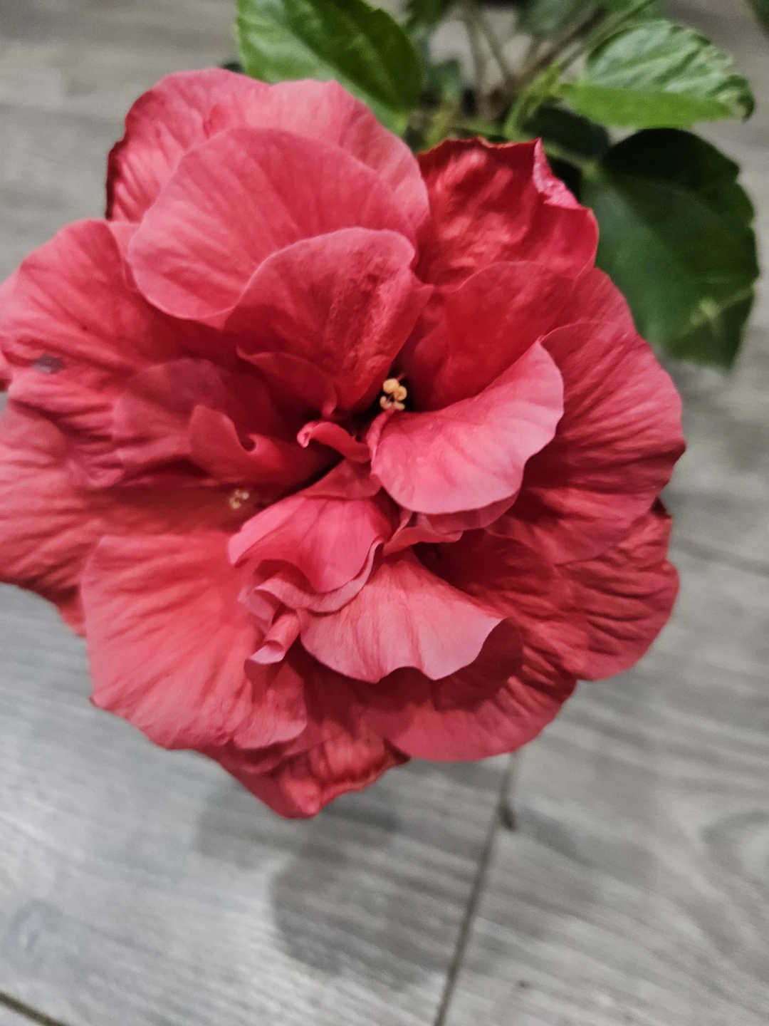 Red Hibiscus Plant in 4"pot - photo 2