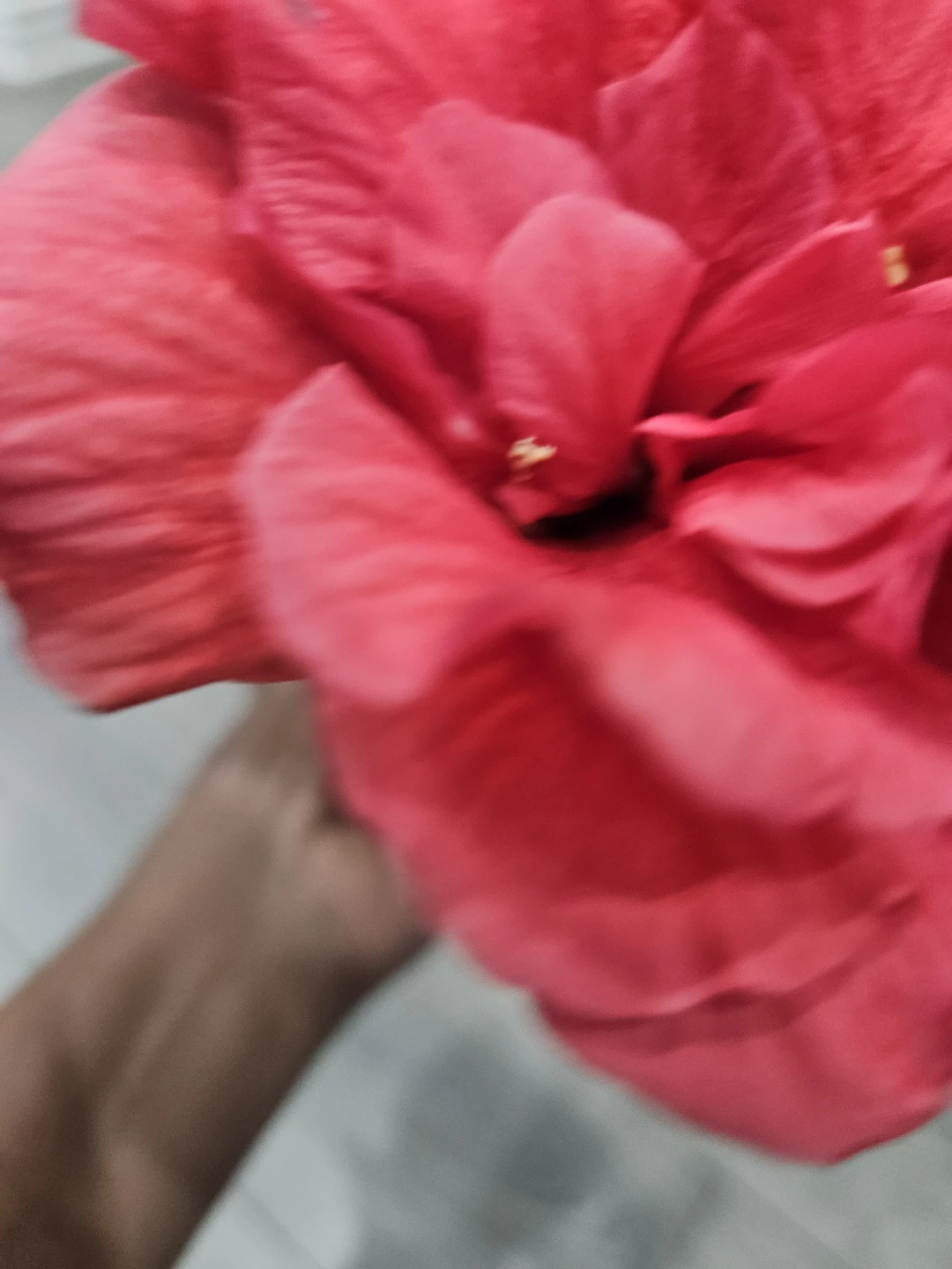 Red Hibiscus Plant in 4"pot - photo 3