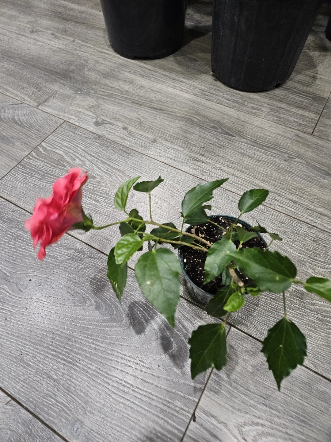 Red Hibiscus Plant in 4"pot - photo 4