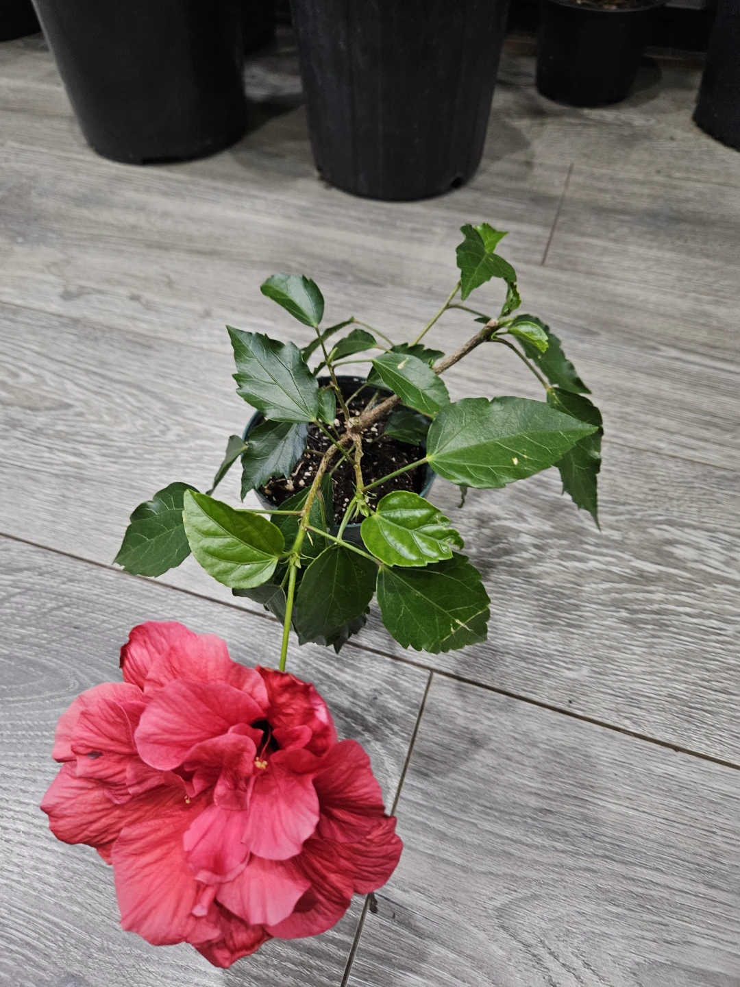 Red Hibiscus Plant in 4"pot - photo 5