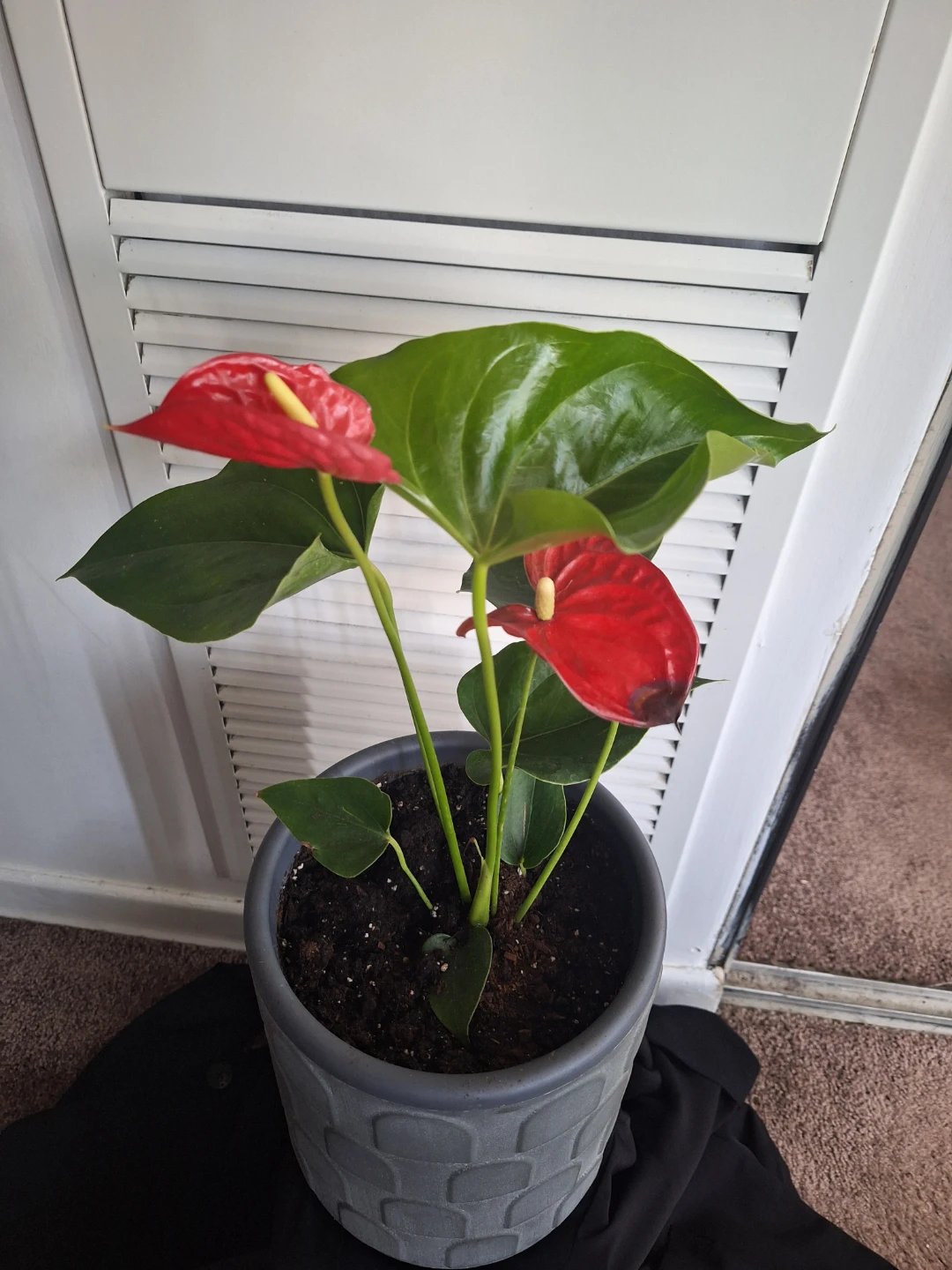Anthurium Plant with Red Flowers