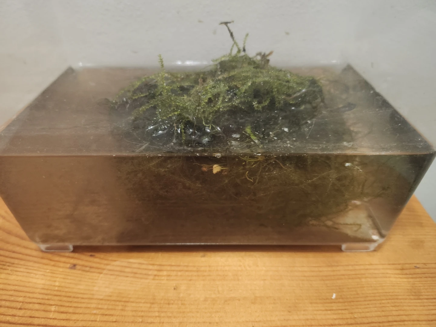 Java  Moss for fish tank / aquarium