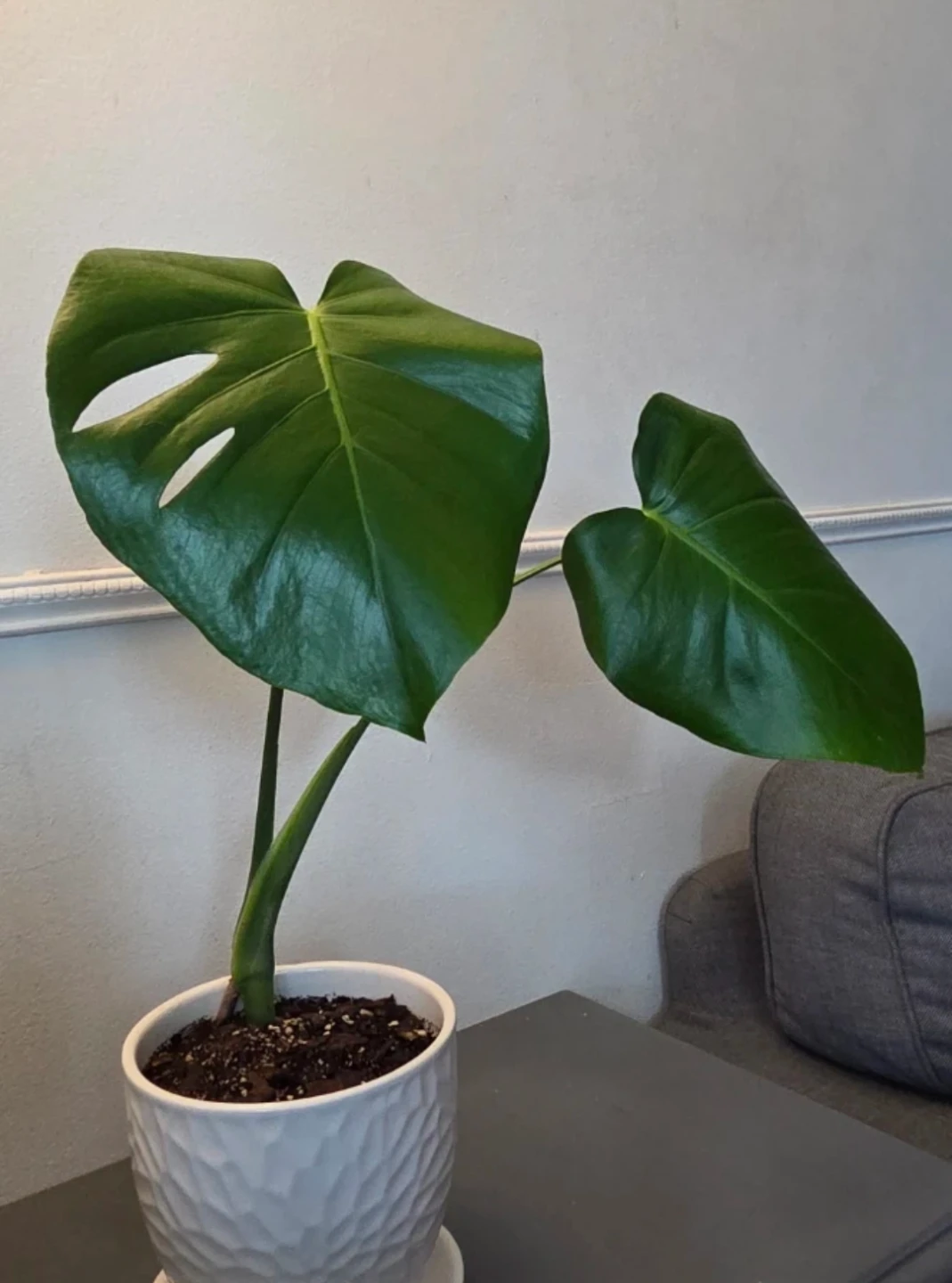 Monstera Plant 🌱 - photo 2