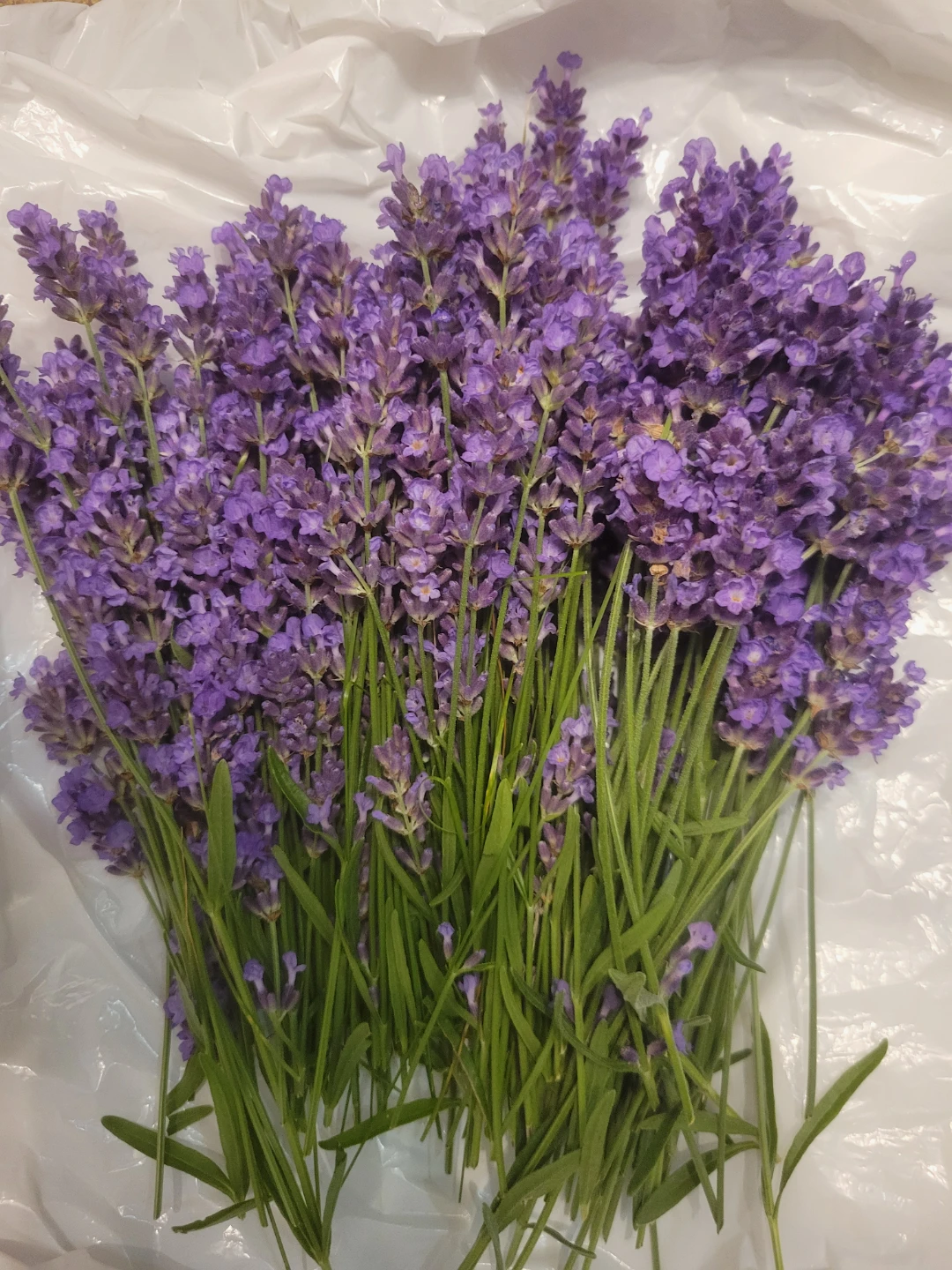 Bunch of fresh lavender flowers