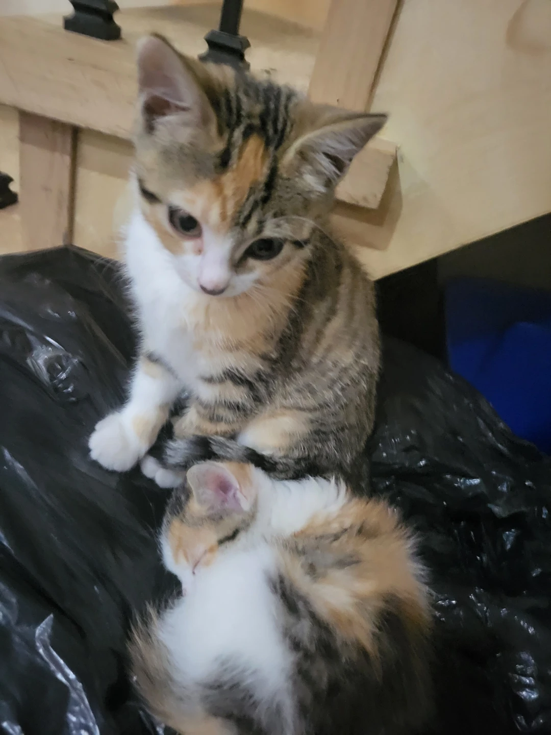 Two Calico Kittens - photo 2