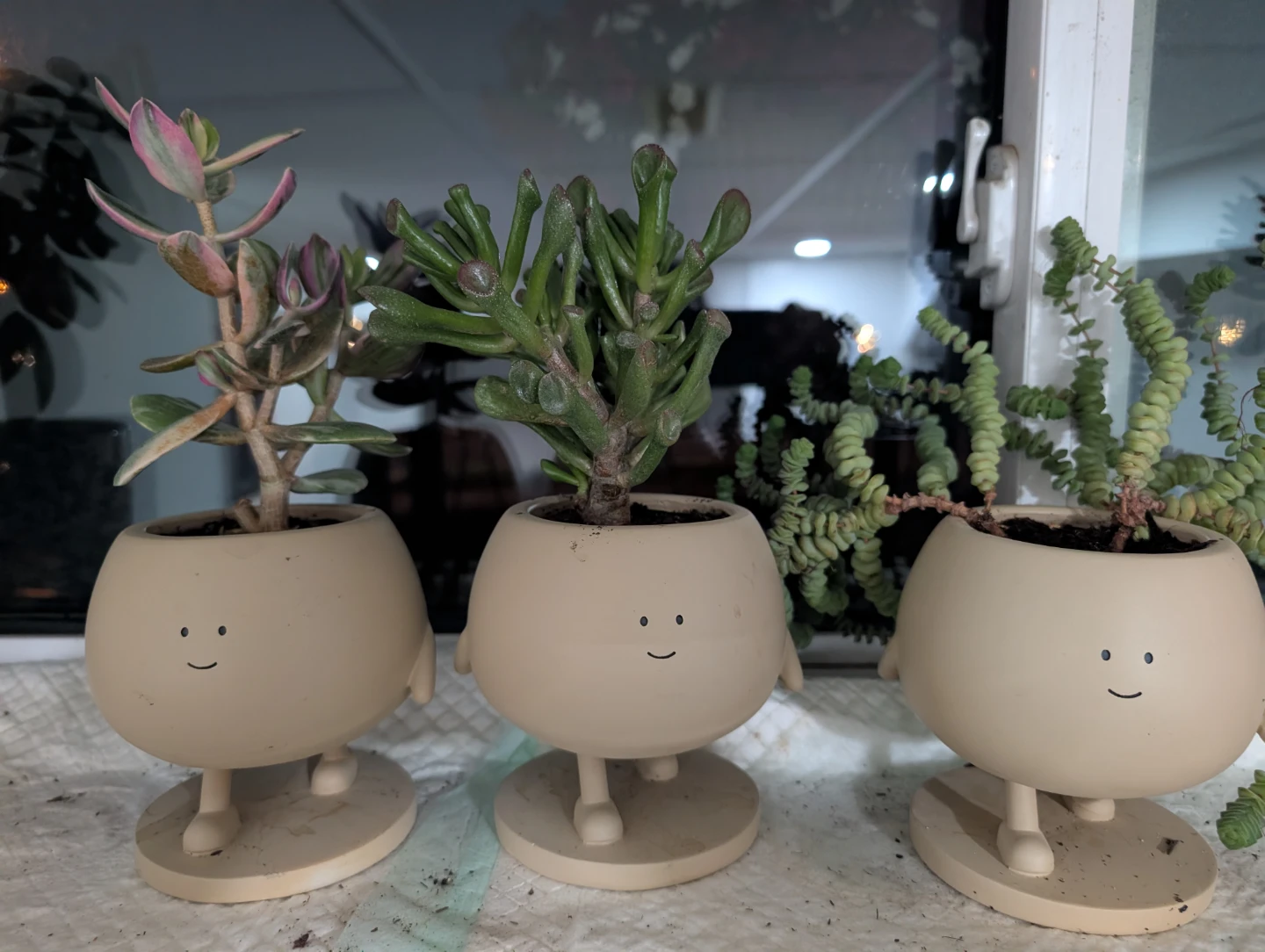 Jade plants with decorative pots