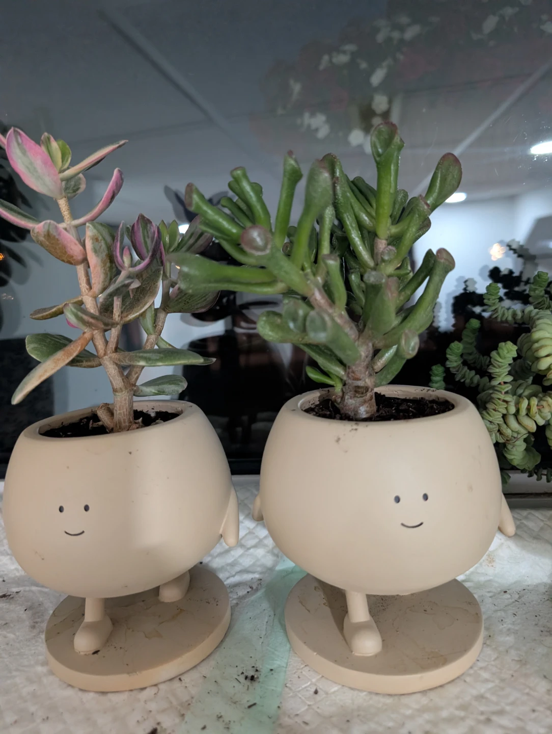 Jade plants with decorative pots - photo 2