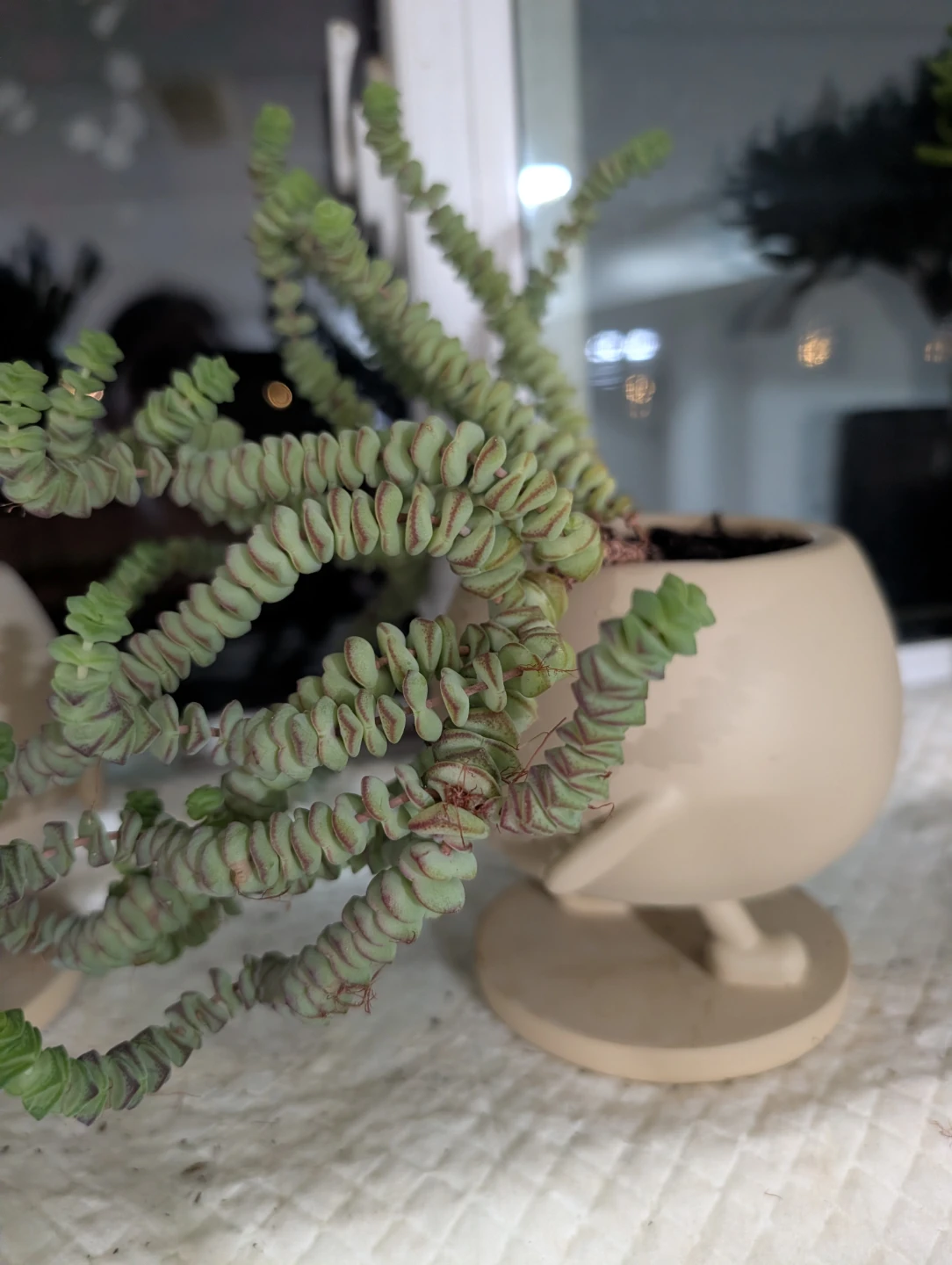 Jade plants with decorative pots - photo 3