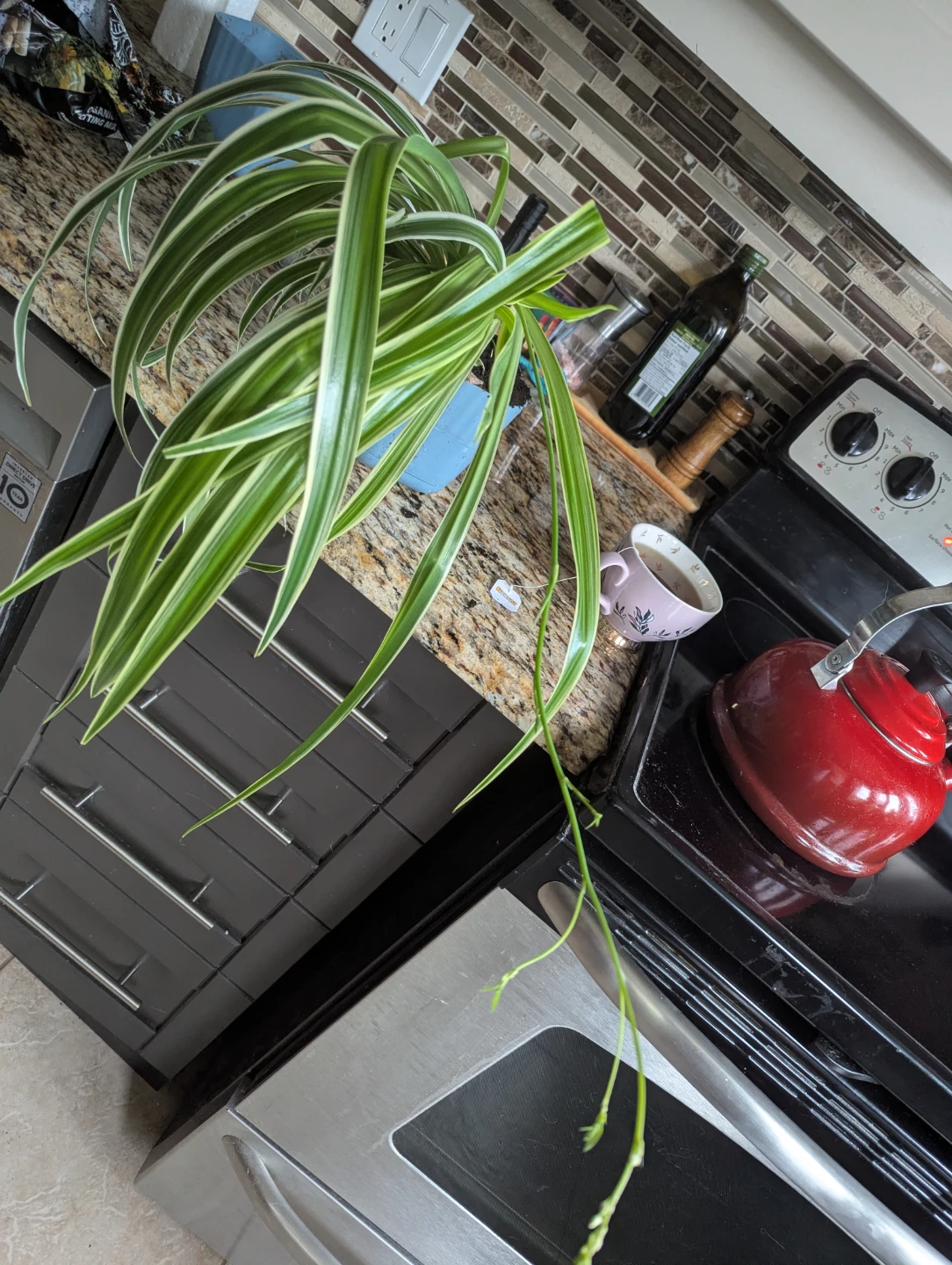 Spider Plant with baby shoot