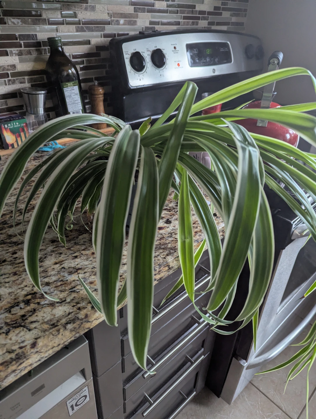 Spider Plant with baby shoot - photo 2