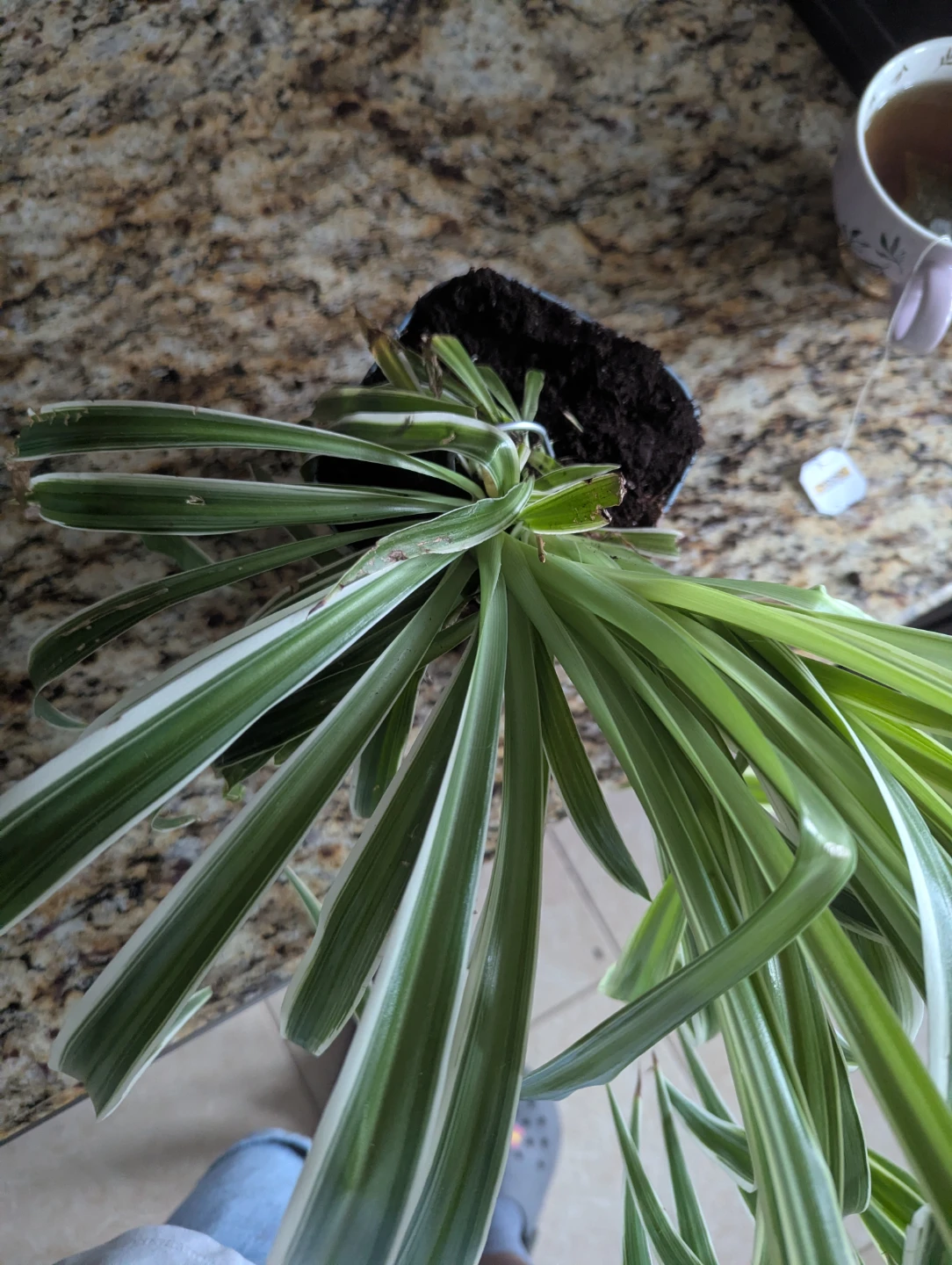 Spider Plant with baby shoot - photo 3