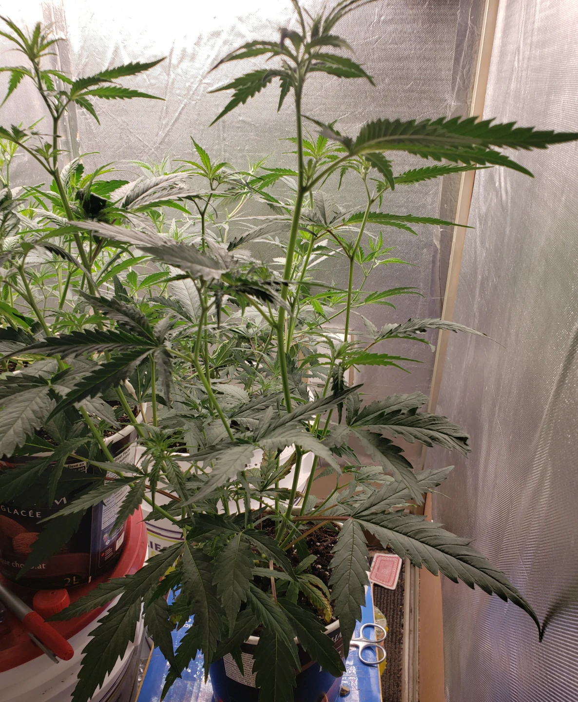 Free plant clone