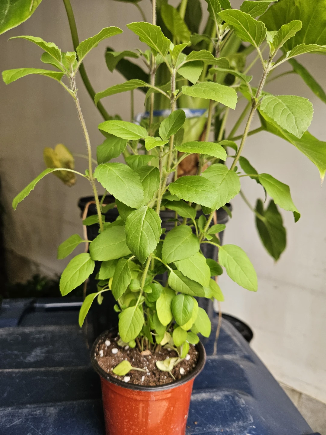 Holy Basil Plant
