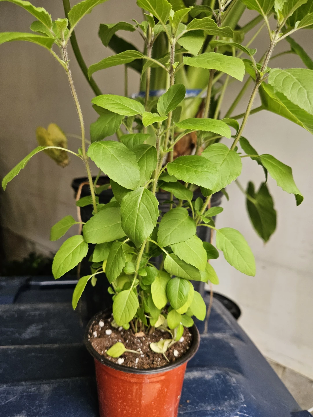 Holy Basil Plant - photo 2
