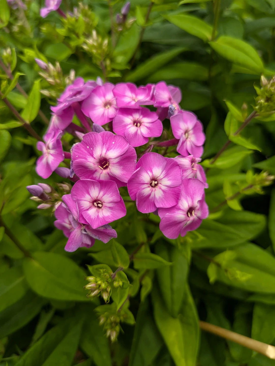 Pinkish purple Garden Phlox Plant - A rare colour Phlox