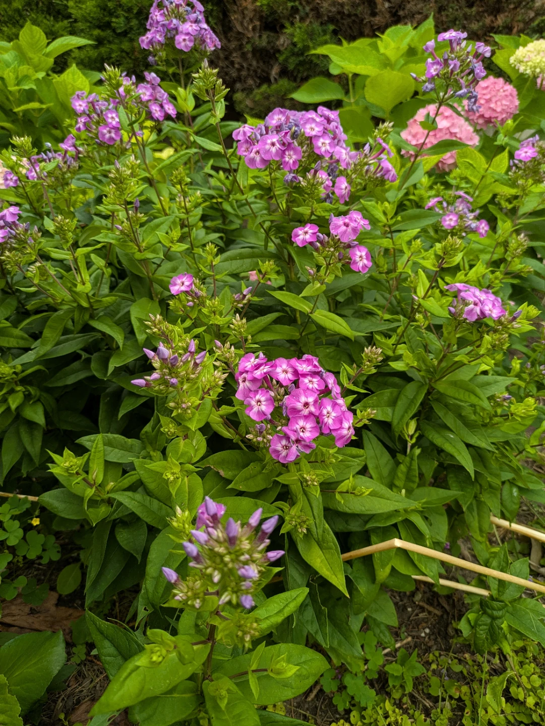 Pinkish purple Garden Phlox Plant - A rare colour Phlox - photo 2