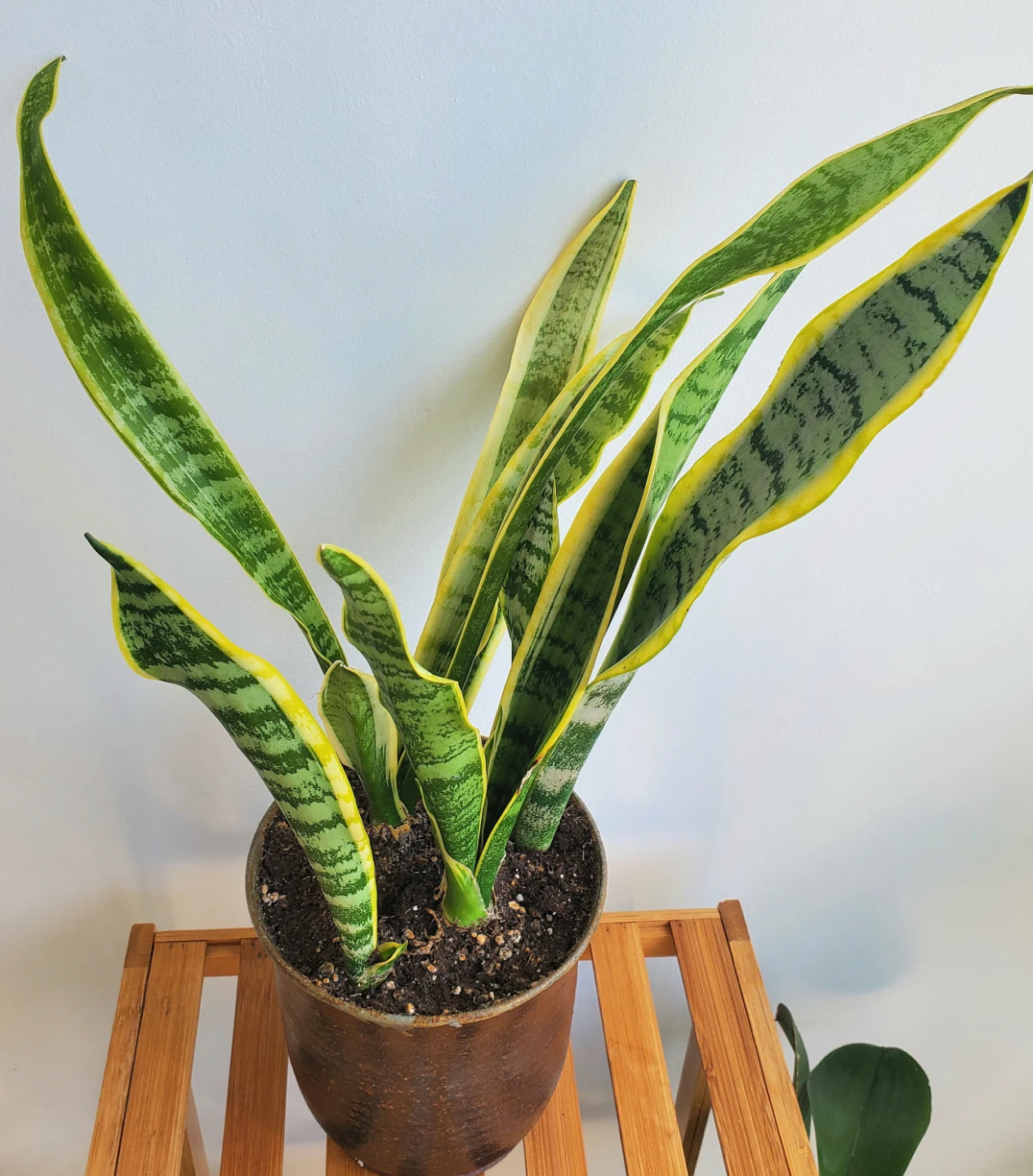 20" Tall Variegated Snake Plant in Ceramic Pot - photo 3