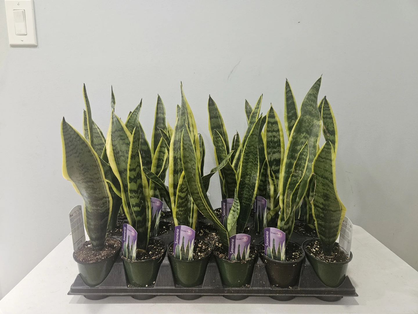 Snake (Sansevieria) Laurentii Plants ($5 each or 3 for $13)